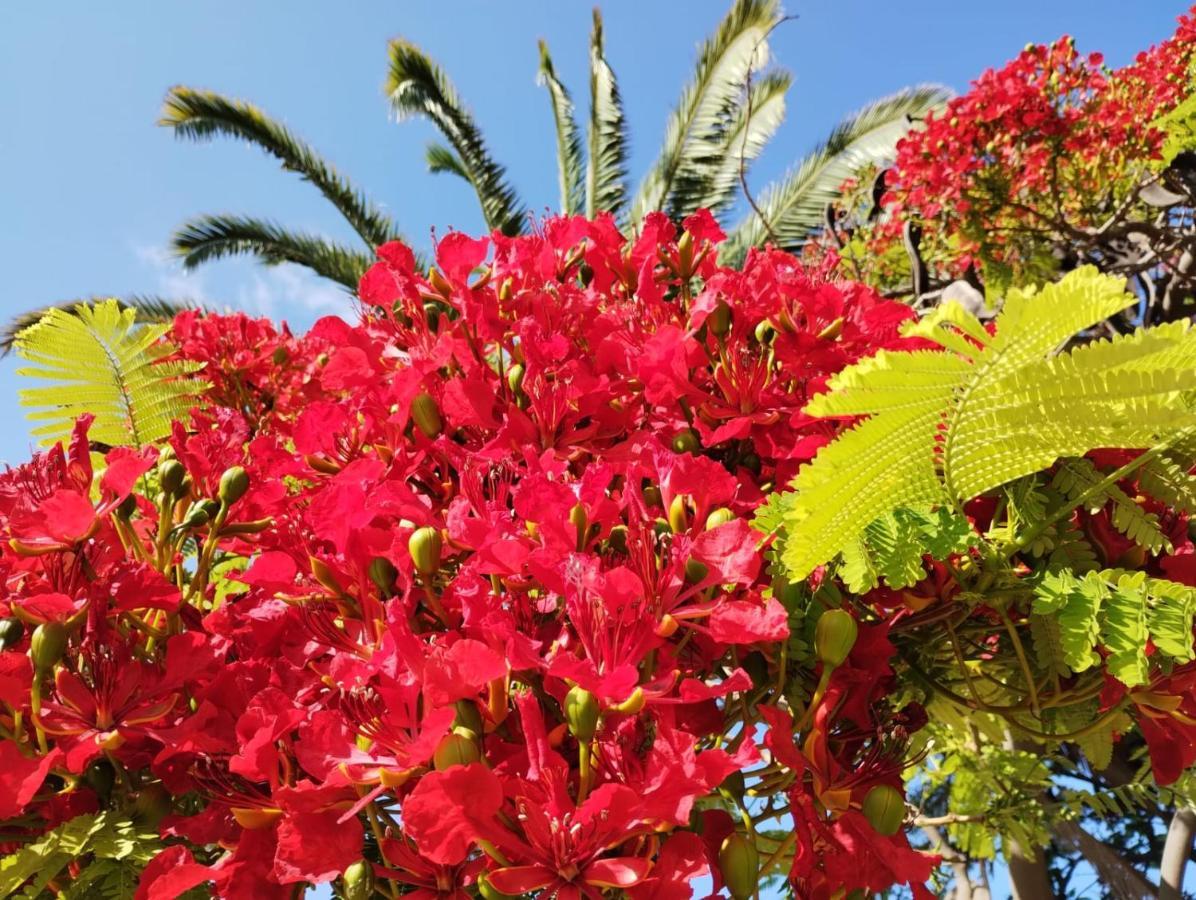 ארונה San Marino Los Cristianos Center Apartment מראה חיצוני תמונה